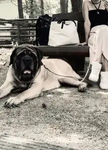 Von riesigen Hunden und kleinen Frauen