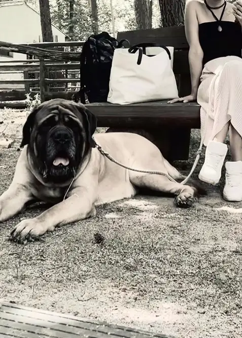 Von riesigen Hunden und kleinen Frauen